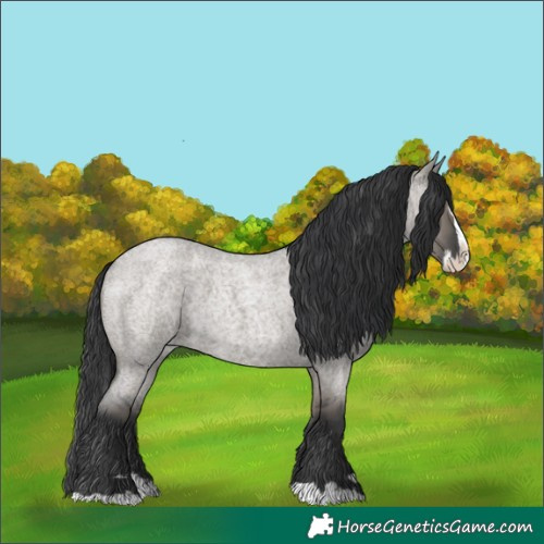 Horse Color:Grullo Roan Splash
