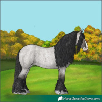 Horse Color:Grullo Roan Splash 