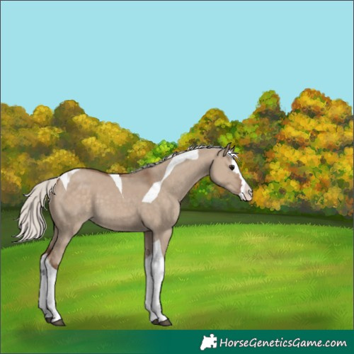 Horse Color:Silver Grullo Splash Tobiano 