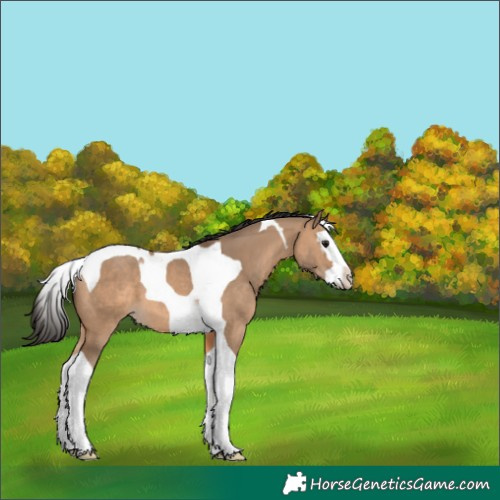 Horse Color:Bay Dun Splash Tobiano