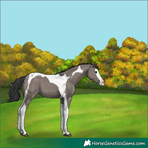 Horse Color:Grullo Splash Tobiano 