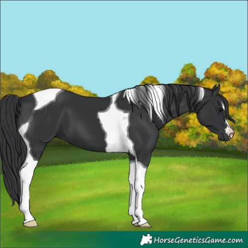 Horse Color:Black Tobiano 
