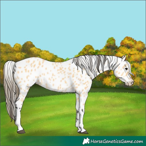 Horse Color:Buckskin Tobiano Leopard 