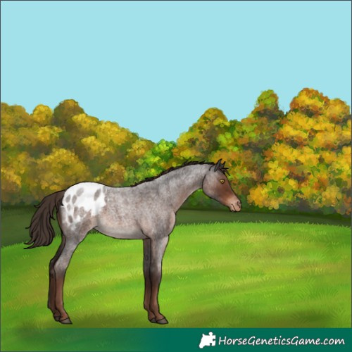 Horse Color:Liver Red Roan Appaloosa 