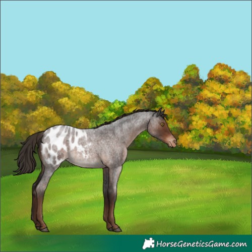 Horse Color:Liver Red Roan Appaloosa