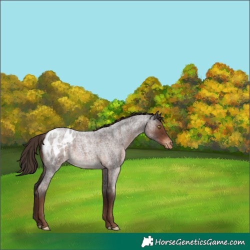 Horse Color:Liver Red Roan Appaloosa