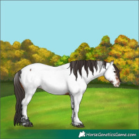 Horse Color:Bay Fewspot 