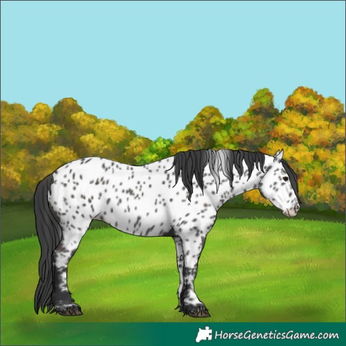 Horse Color:Black Appaloosa 