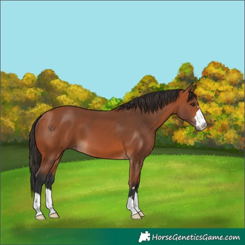 Horse Color:Bay 