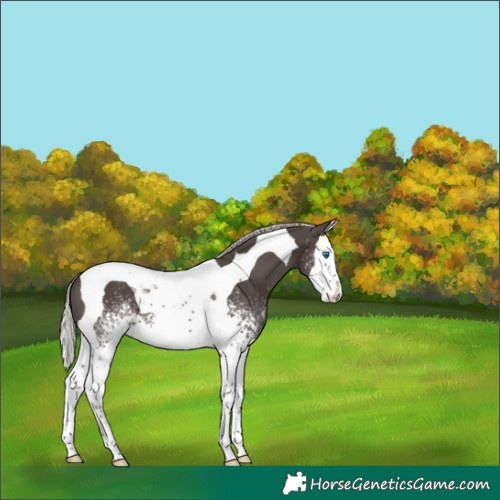 Horse Color:White Spotted Silver Black Splash Tobiano 