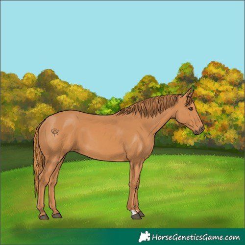 Horse Color:Unknown 