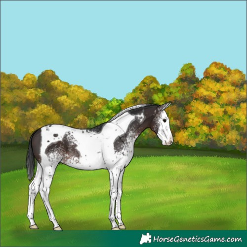 Horse Color:White Spotted Brown Splash Tobiano 