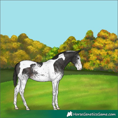 Horse Color:White Spotted Liver Chestnut Tobiano 