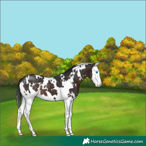 Horse Color:White Spotted Brown Splash 