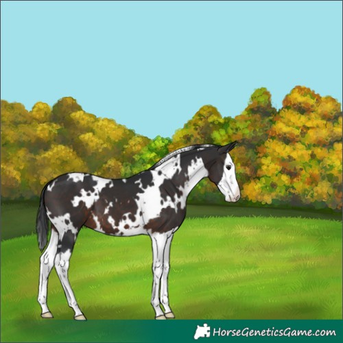 Horse Color:White Spotted Brown Splash 