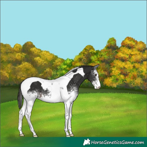 Horse Color:White Spotted Liver Chestnut Tobiano 