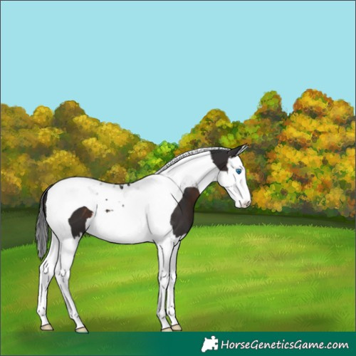 Horse Color:Brown Splash Tobiano 