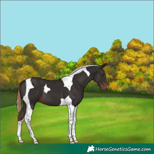 Horse Color:Liver Chestnut Tobiano 