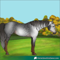 Horse Color:Gray White Spotted Liver Chestnut