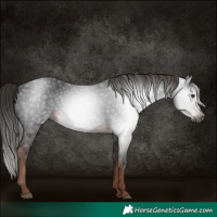 Horse Color:Gray White Spotted Liver Chestnut