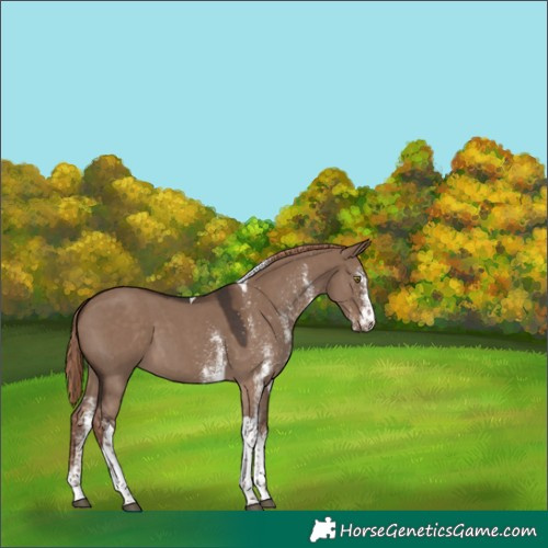 Horse Color:White Spotted Liver Red Dun Tobiano 