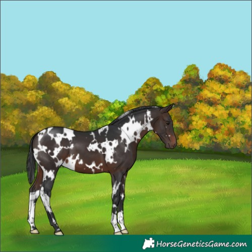 Horse Color:White Spotted Brown 