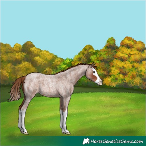 Horse Color:Red Roan Splash 
