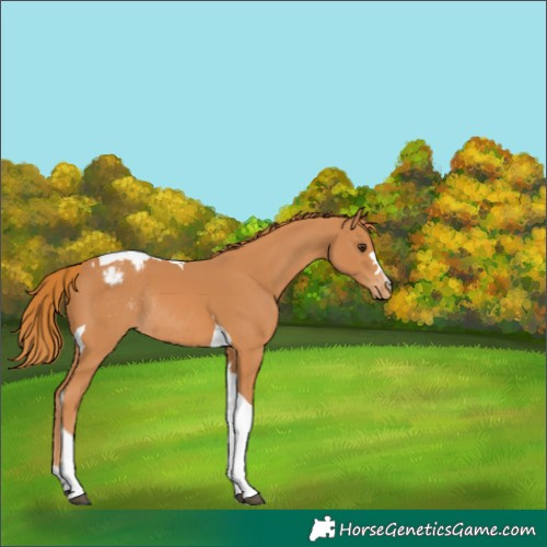 Horse Color:Chestnut Tobiano Appaloosa Rabicano 