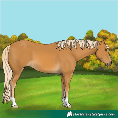 Horse Color:Palomino 