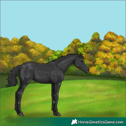 Horse Color:Black 