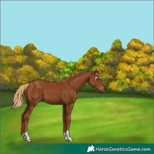 Horse Color:Gray Chestnut 