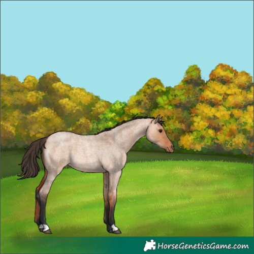 Horse Color:Bay Roan Dun Rabicano 