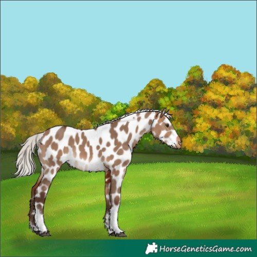 Horse Color:Silver Brown Dun Tobiano Appaloosa 