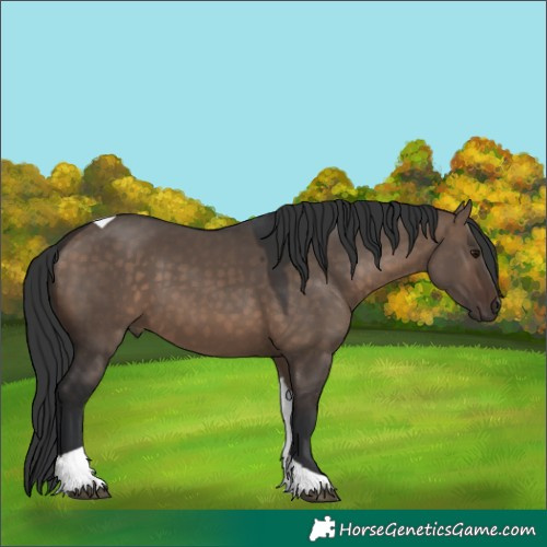 Horse Color:Brown Dun Tobiano 