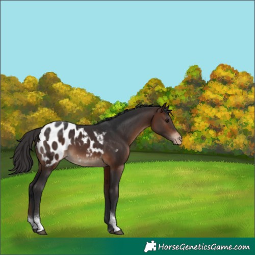 Horse Color:Brown Tobiano Appaloosa 