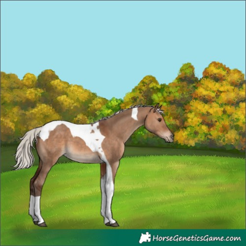 Horse Color:Silver Brown Dun Tobiano 