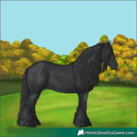 Horse Color:Black 