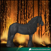 Horse Color:Black 