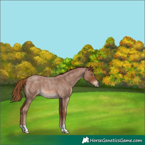 Horse Color:Red Roan 