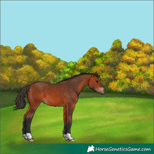 Horse Color:Bay 