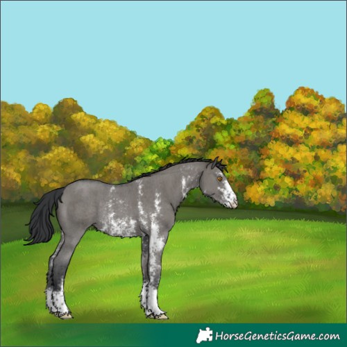 Horse Color:Grullo Sabino Rabicano 