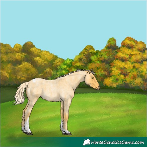 Horse Color:Palomino Roan Tobiano