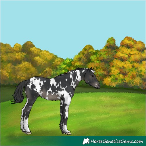 Horse Color:White Spotted Black