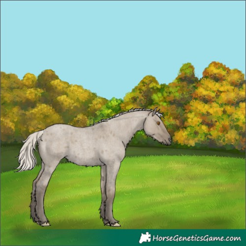 Horse Color:Silver Smoky Grullo Roan 