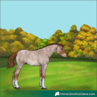 Horse Color:White Spotted Red Roan 