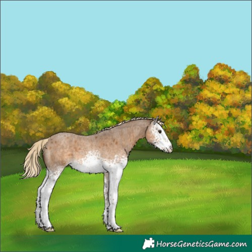 Horse Color:White Spotted Chocolate Palomino Roan 