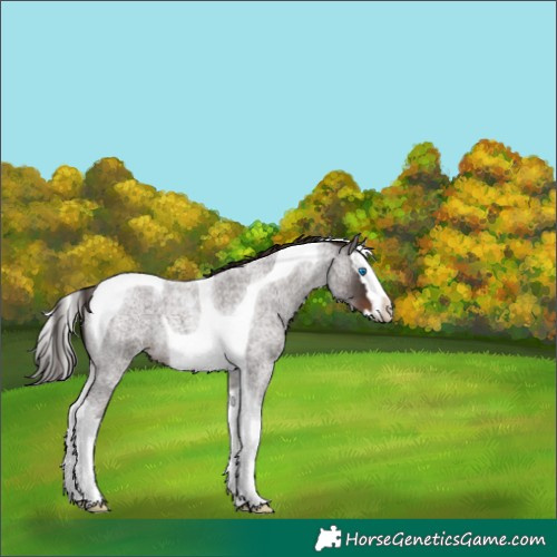 Horse Color:Liver Red Roan Splash Tobiano 
