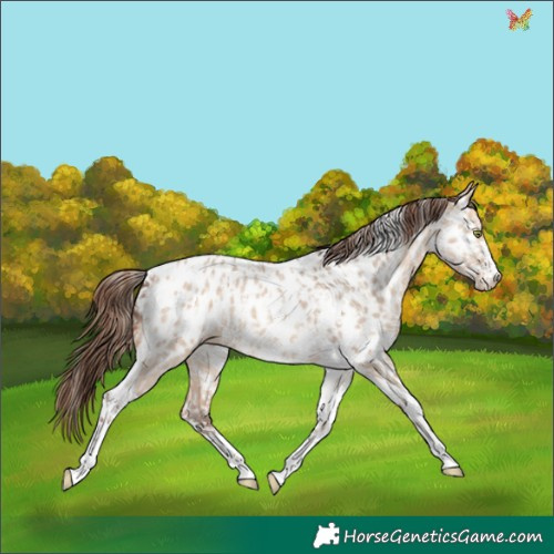 Horse Color:Amber Champagne Dun Sabino Tobiano Appaloosa  and Amber Champagne Dun Sabino Tobiano Appaloosa 