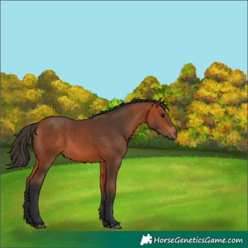 Horse Color:Bay 