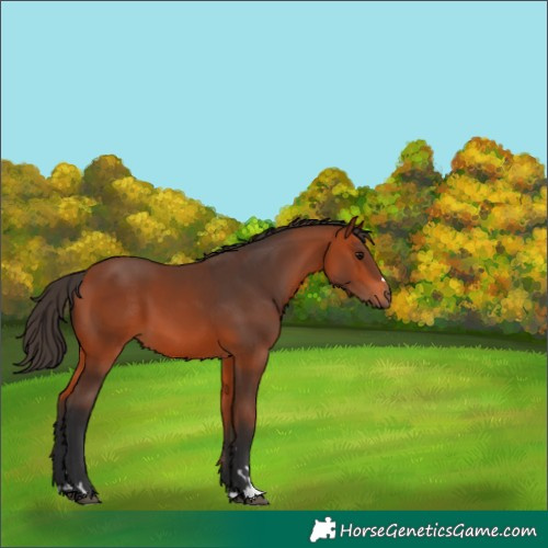 Horse Color:Bay 